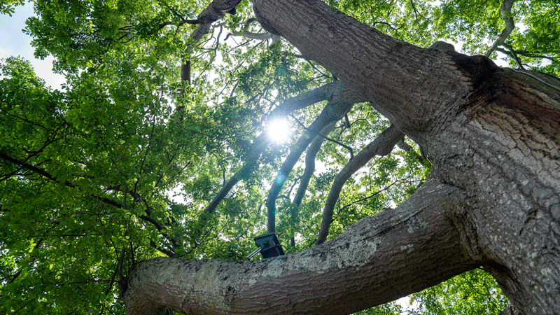 green-leaves-branches-sky