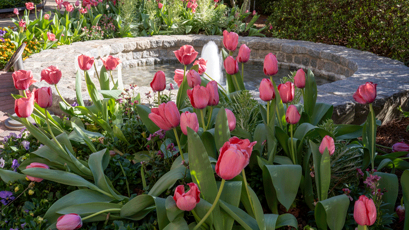 Tulips-and-fountain