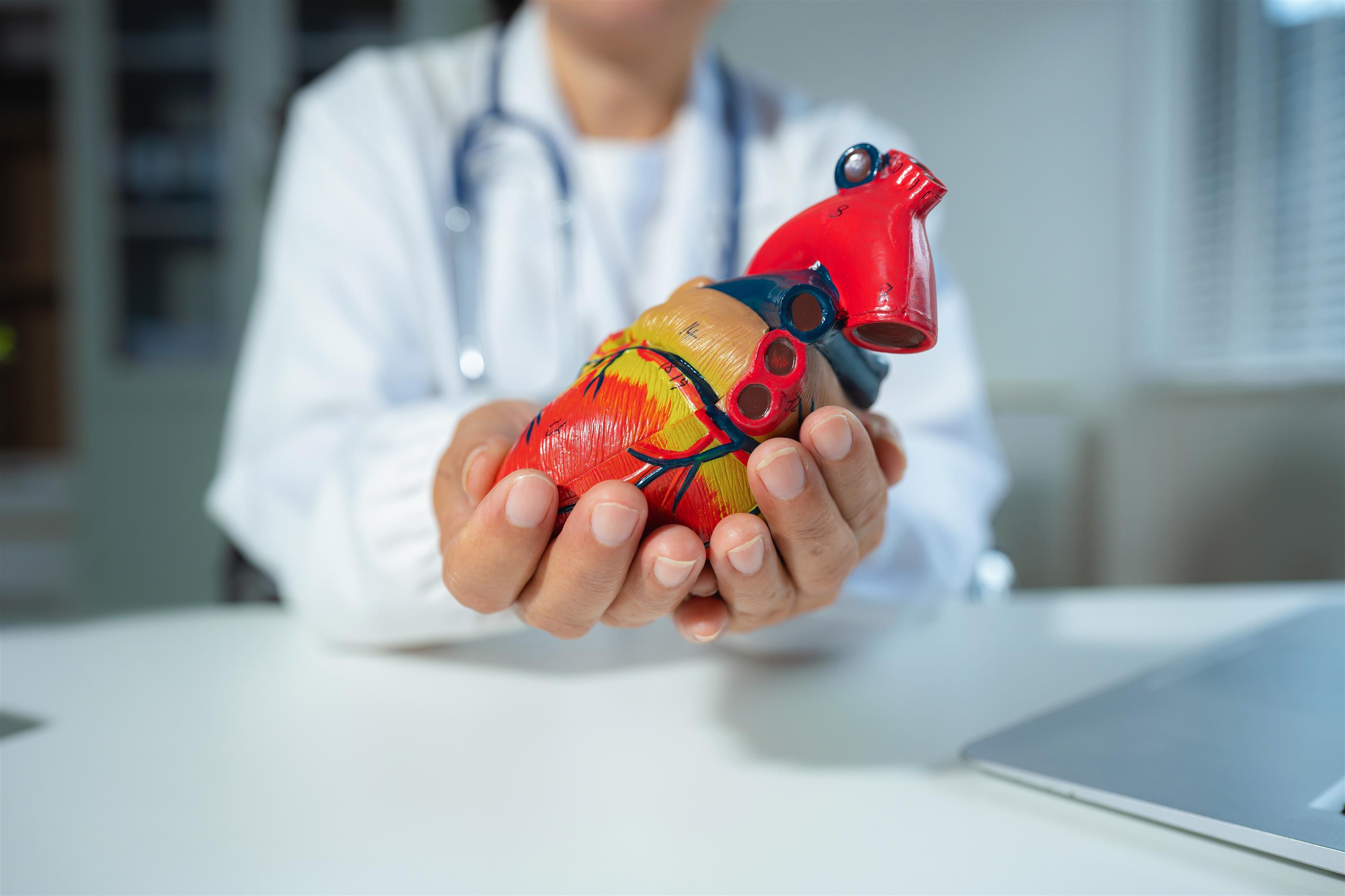 Doctor holding heart diagram 